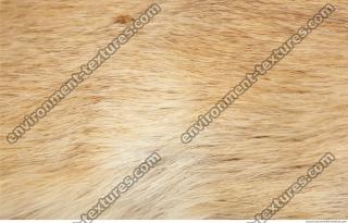 Photo Textures of Animals Skin